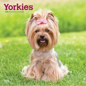 Yorkshire Terriers 2025 Square Wrap