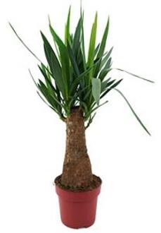 Yucca elephantipes bulb S kamerplant