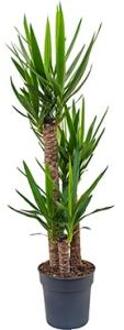 Yucca elephantipes stam M kamerplant