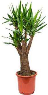 Yucca elephantipes stam vertakt kamerplant