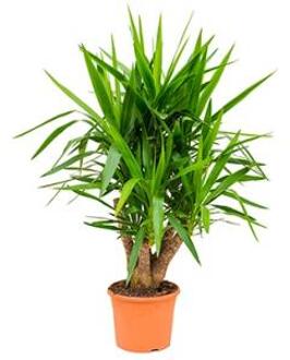 Yucca elephantipes vertakt L kamerplant