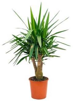 Yucca elephantipes vertakt M kamerplant