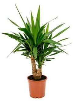 Yucca elephantipes vertakt S kamerplant