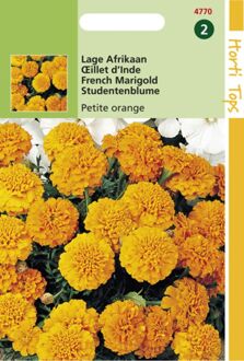 Zaden - Tagetes Patula Nana Petite Orange