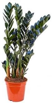Zamioculcas raven kamerplant