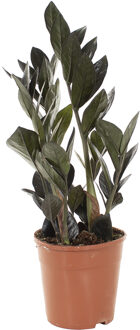 Zamioculcas Raven (Zamiifolia) - P 14 cm