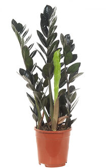 Zamioculcas Raven (Zwart) - P 17 cm