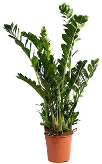 Zamioculcas Zamiifolia - P 27 cm