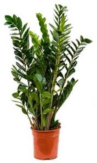 Zamioculcas zamiifolia S kamerplant
