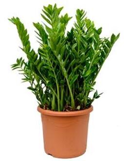 Zamioculcas zamiifolia XL kamerplant