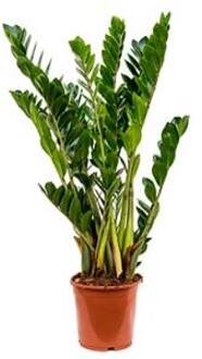 Zamioculcas zamiifolia XS kamerplant