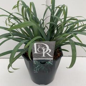 Zegge (Carex laxiculmis "Bunny Blue") siergras - In 5 liter pot - 1 stuks