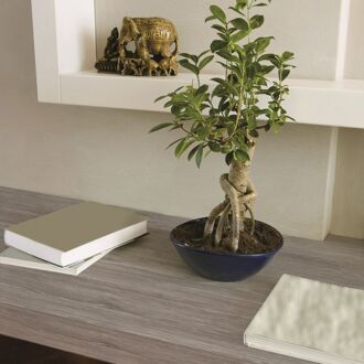 Zelfklevende Decoratiefolie Oak Grijs 45x200 Cm