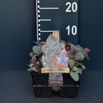 Zenegroen (ajuga reptans "Burgundy Glow") bodembedekker - 6-pack - 1 stuks