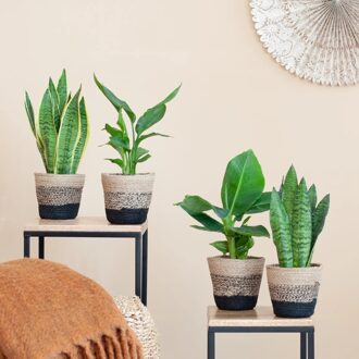 Zon kamerplanten Mix - P12 - 4 stuks