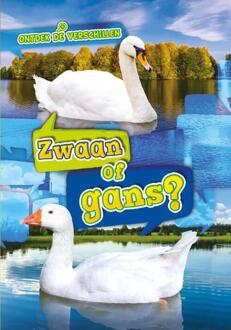 Zwaan Of Gans? - Ontdek De Verschillen - Kirsten Chang