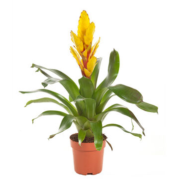 Fakkelbromelia (Vriesea Intenso Geel) P 12 cm