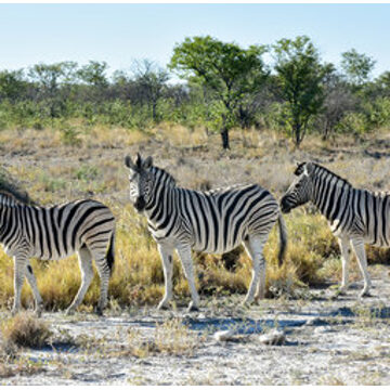 Groepsrondreis Zuidelijk Afrika - kampeerreis