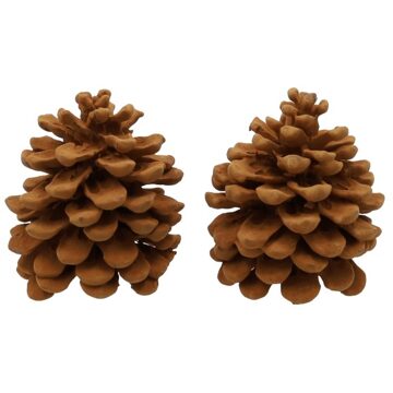 HBX natural living Pinecone Pinus Pinea Cinnamon-kaneelgeur Verpakt Per 2 Stuks bruin