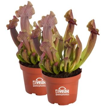 Moerings waterplanten Waterworld Trompetbekerplant Sarracenia Scarlet Belle - 2 stuks