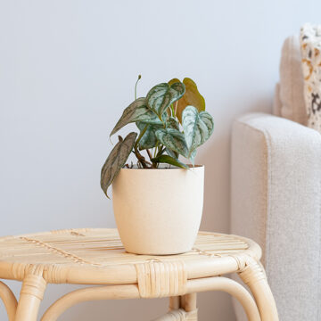 Philodendron Brandtianum - P12