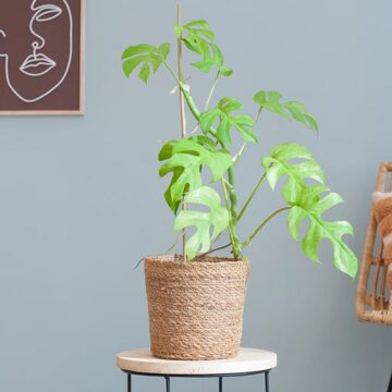 Rhaphidophora Tetrasperma Variegata - P17