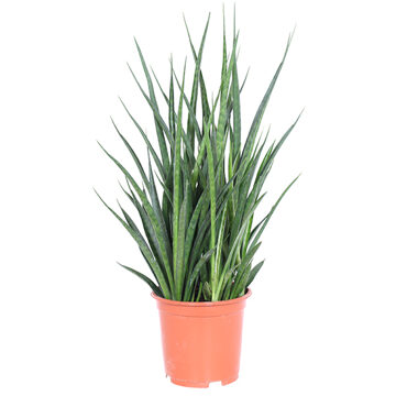 Sansevieria Kirkii Friends (studentenplant) - P 19 cm