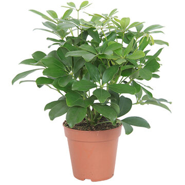 Schefflera Nora (vertakt) P 13 cm