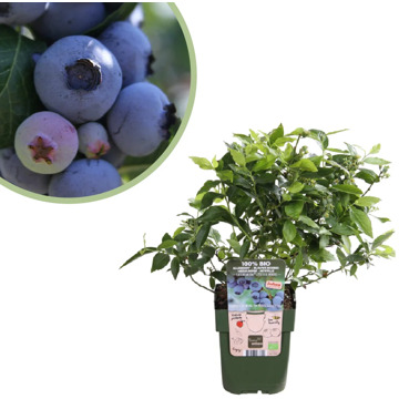 Vaccinium corymbosum Little Blue Wonder - Blauwe Bes - P13